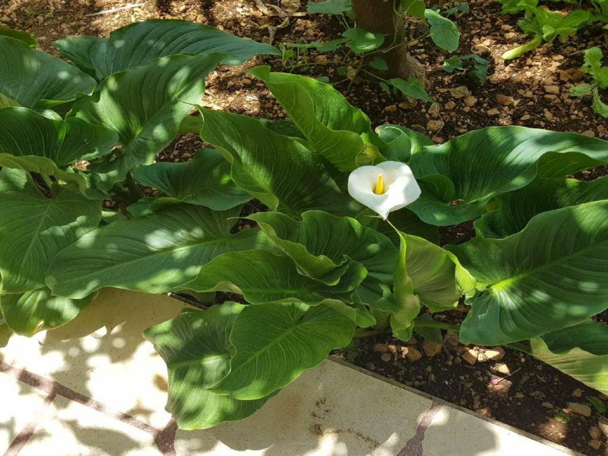 Apartmani Sonja Makarska Luaran gambar